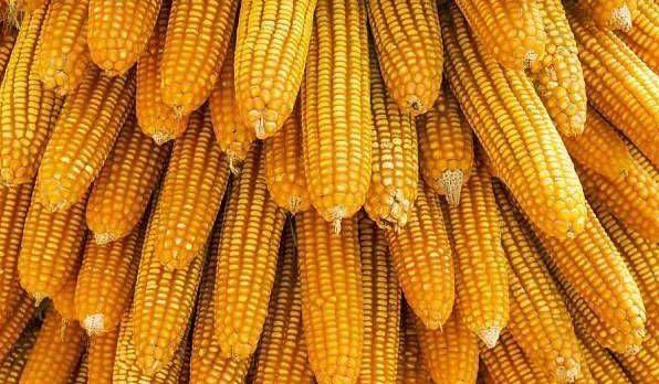 东北今日玉米最新价格揭秘🌽更新大揭秘！