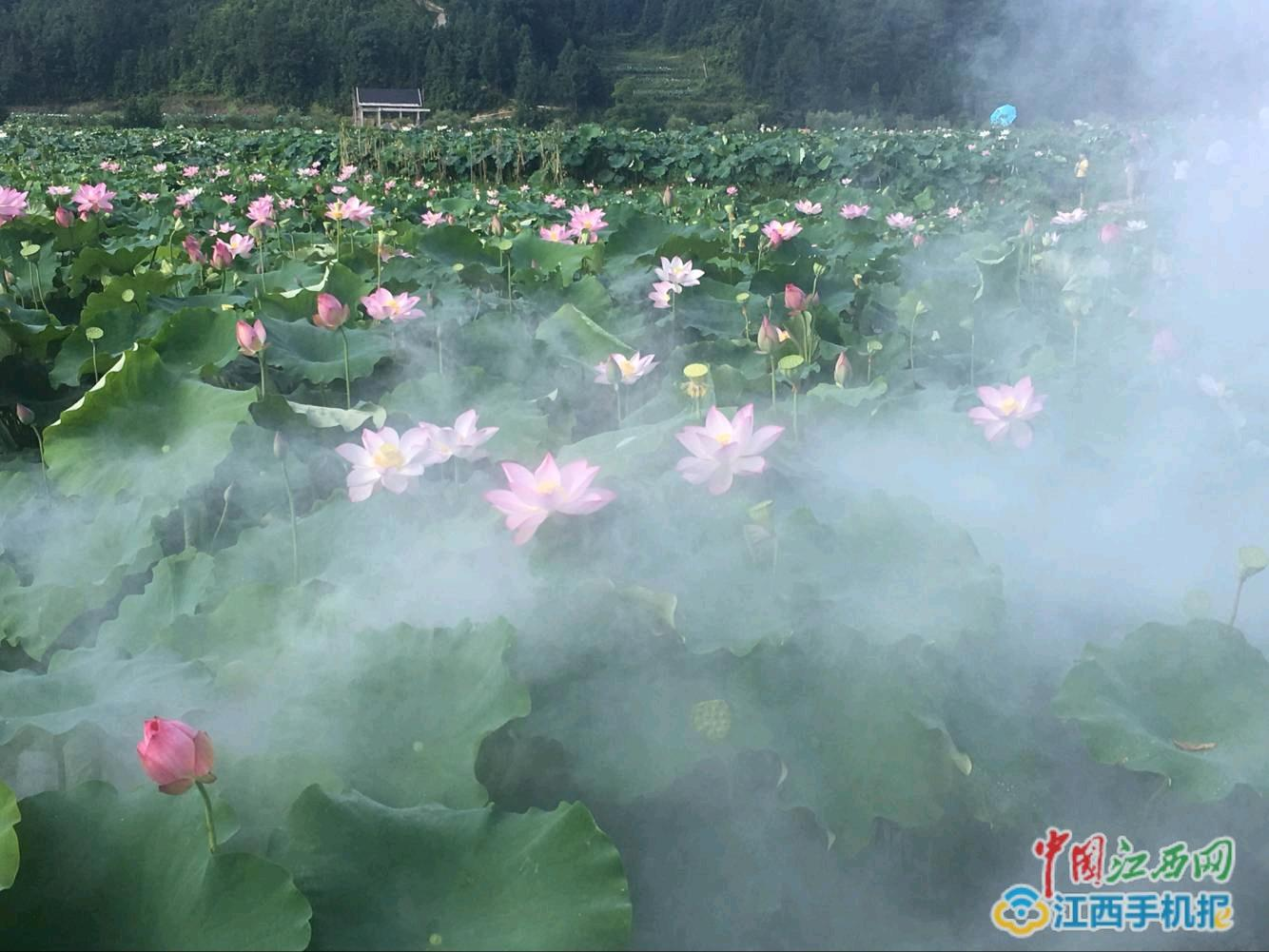 碧莲盛况，视觉盛宴的深入探寻