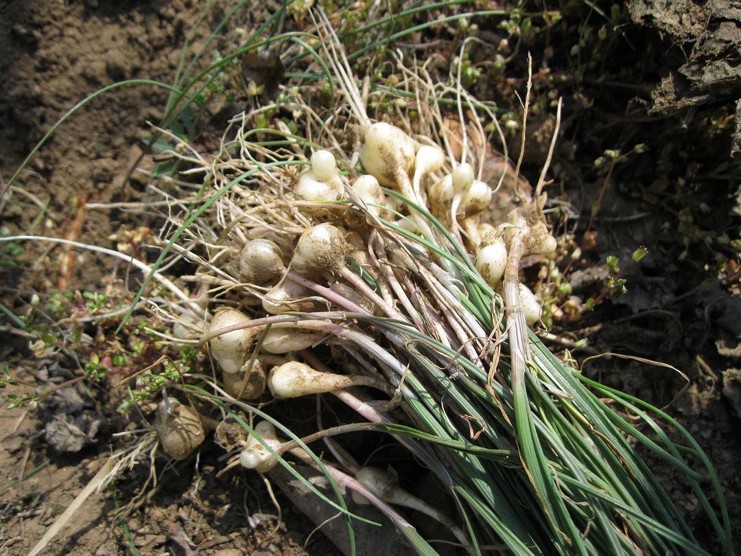 野蒜上市季节、地域与市场的交织，探寻野蒜上市的最佳时机