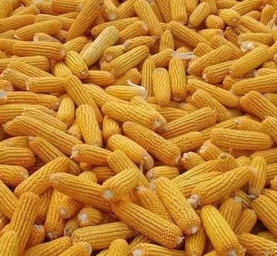 东北玉米最新价格动态，巷弄深处的玉米宝藏揭秘